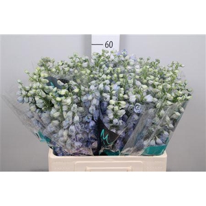 Delph Du Guard Lavender