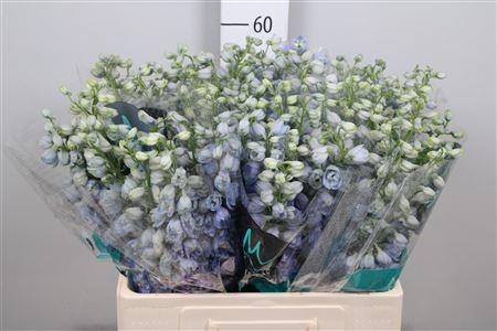 <h4>Delph Du Guard Lavender</h4>