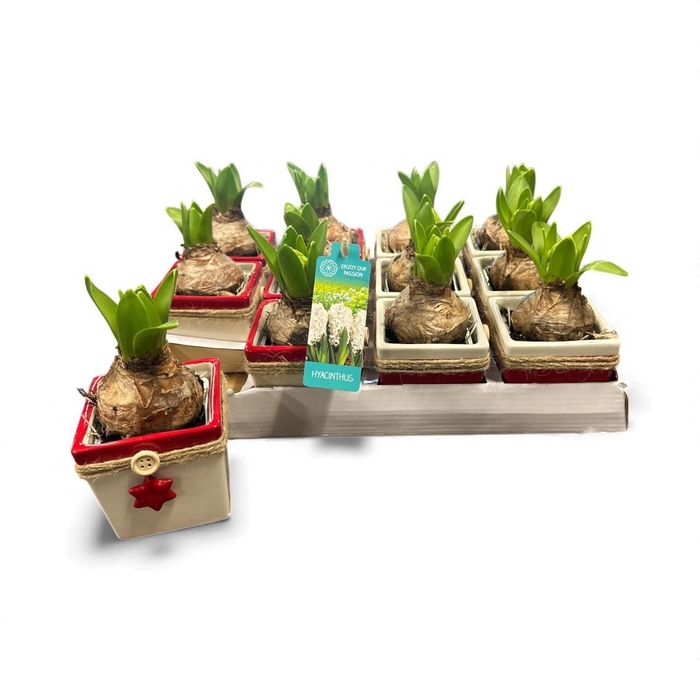 <h4>ARR HYACINTH</h4>