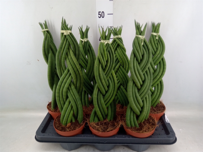 <h4>Sansevieria cyl.  ...</h4>