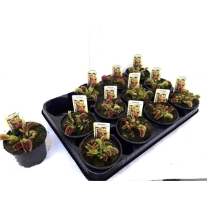 DIONAEA MUSCIPULA