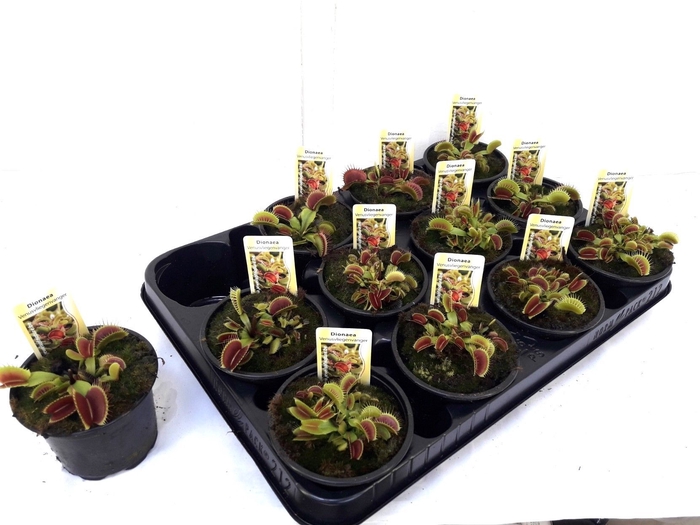 <h4>DIONAEA MUSCIPULA</h4>