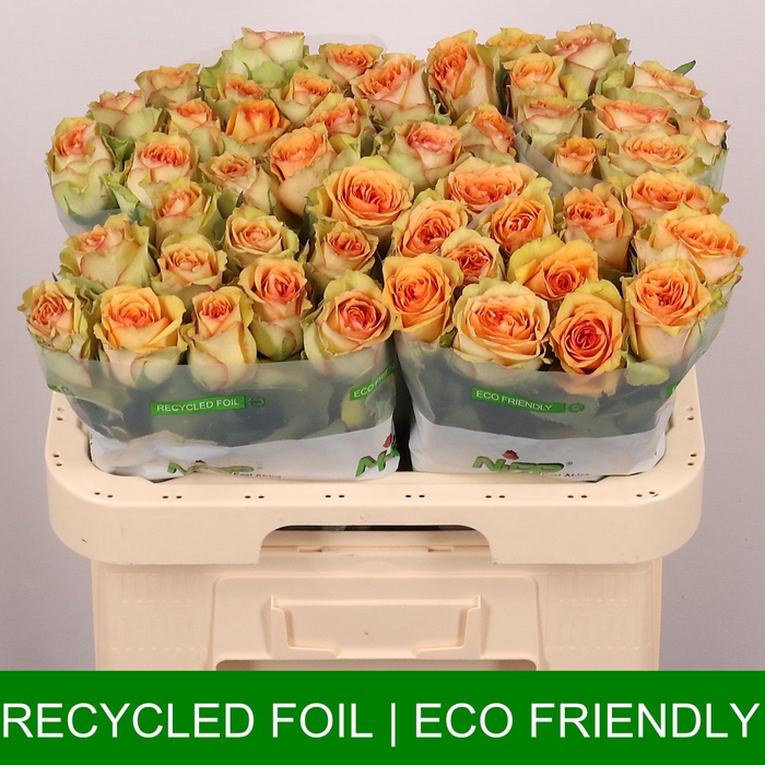 <h4>R GR TROPIC VERSILIA</h4>