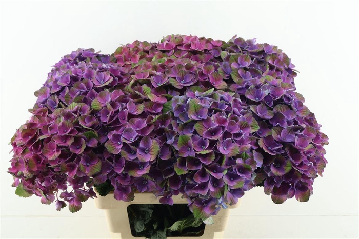 <h4>Hydr M Mistral Blue 65-22</h4>