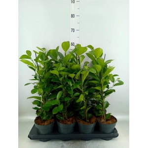 Ficus microcarpa 'Moclame'