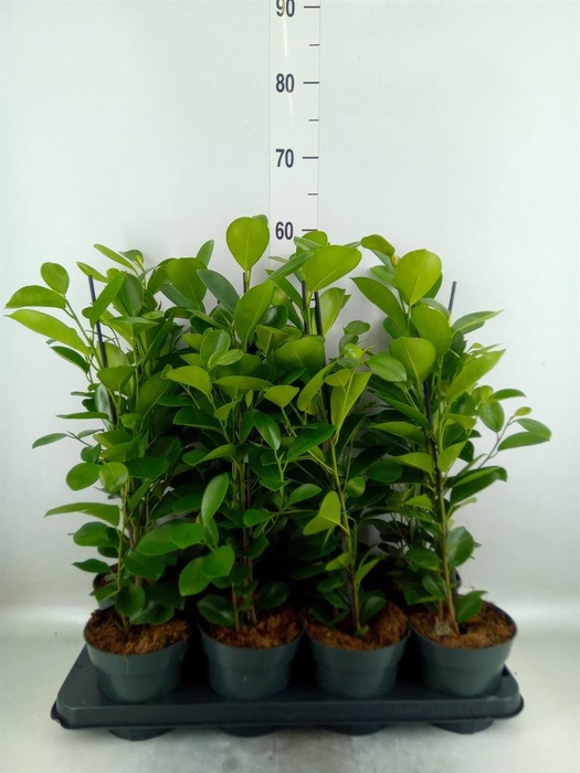 <h4>Ficus microcarpa 'Moclame'</h4>