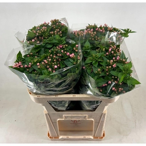 Bouvardia do dark pink improved