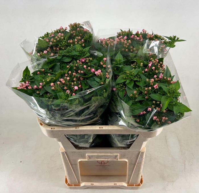 <h4>Bouvardia do dark pink improved</h4>