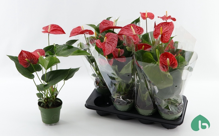 <h4>ANTHU AN MADURAL</h4>