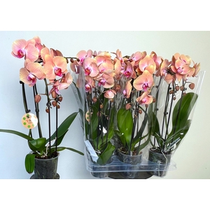 PHAL EL CASCADE