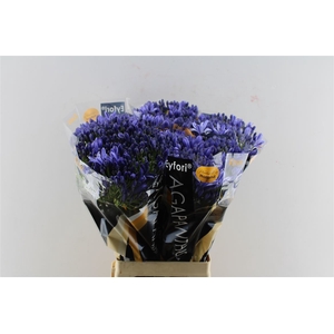 Agapanthus Eyfori Blue 70cm