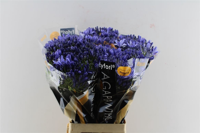 <h4>Agapanthus Eyfori Blue 70cm</h4>