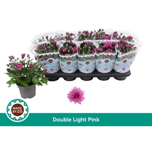 Chrysant Double Light Pink