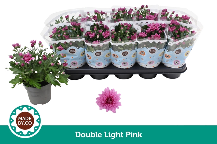 <h4>Chrysant Double Light Pink</h4>