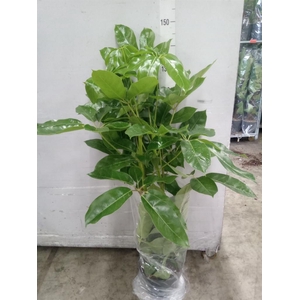 Schefflera actin. 'Amate'