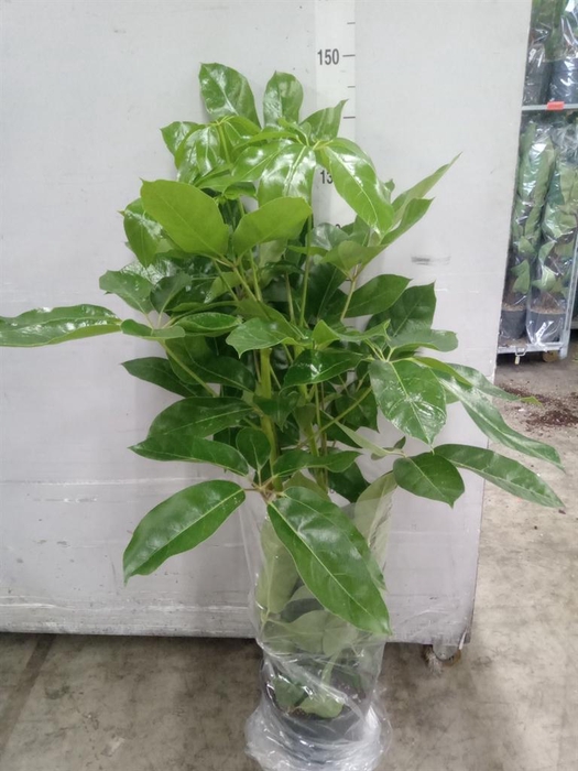 <h4>Schefflera actin. 'Amate'</h4>