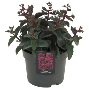 Sedum telep. 'Seduct Rose Soiree'