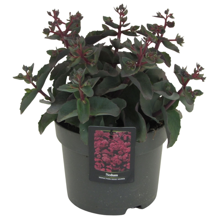 <h4>Sedum telep. 'Seduct Rose Soiree'</h4>