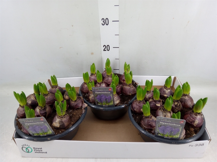 <h4>Hyacinthus orie. 'Blue Star'</h4>