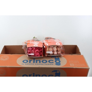 R Gr Assorti Mixed Box 60cm CO