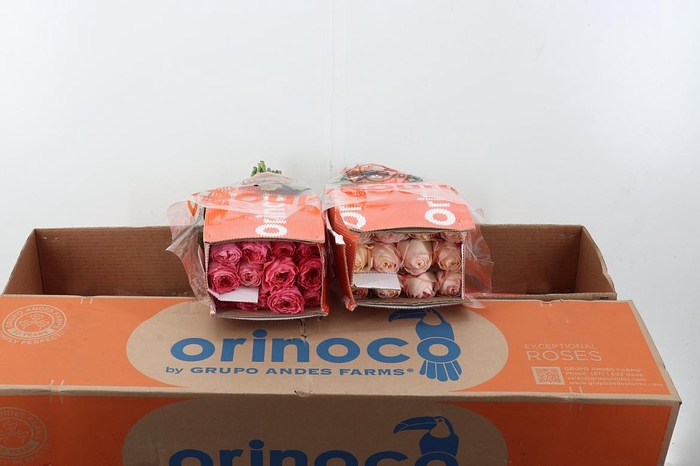 <h4>R Gr Assorti Mixed Box 60cm CO</h4>