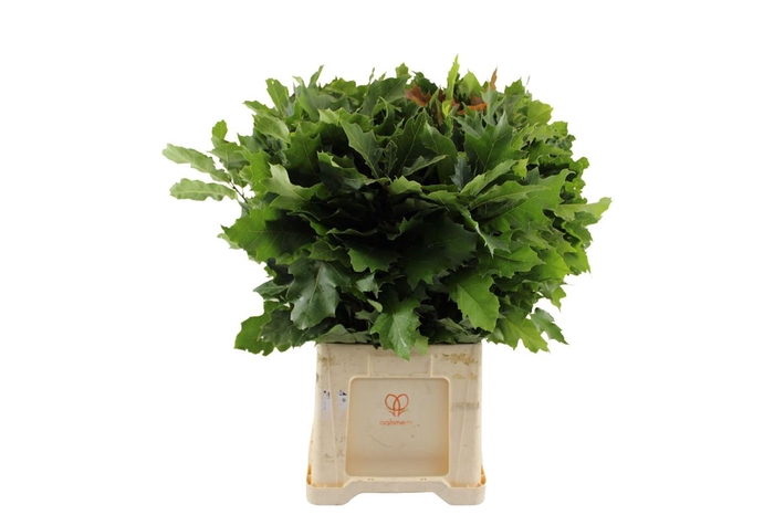 <h4>Eikenblad ( Quercus ) Rubra Grof</h4>