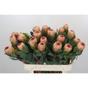 Protea Grandicolor