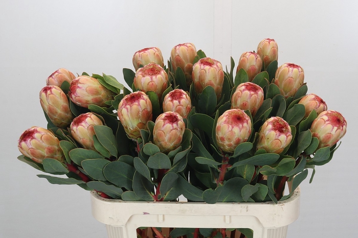 <h4>Protea Grandicolor</h4>