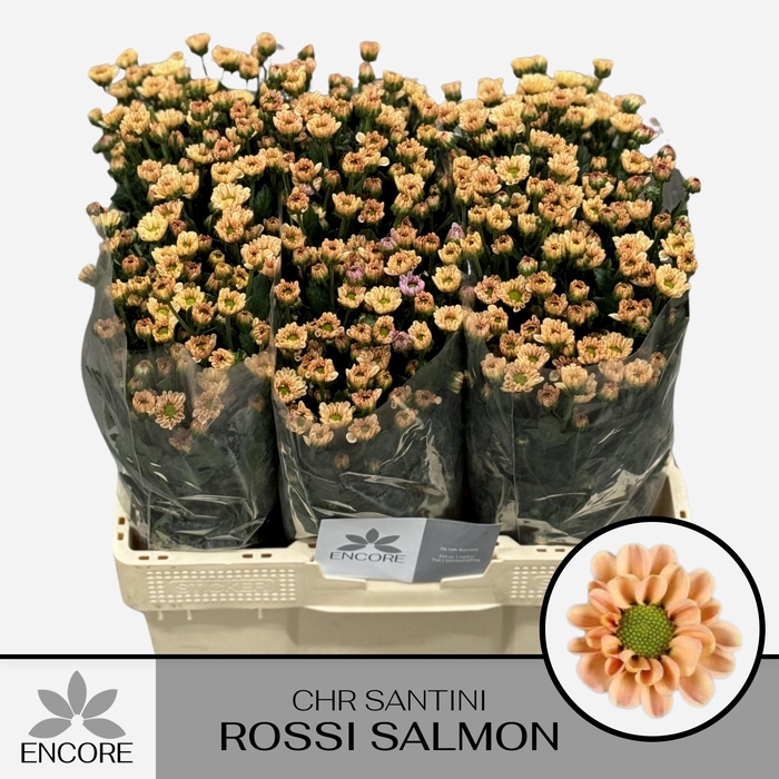 <h4>CHR S ROSSI SALMON</h4>