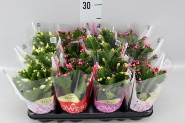 <h4>Schlumbergera   ...</h4>