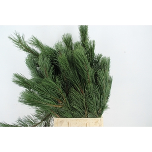 PINUS NIGRA 80/90CM PER STEM