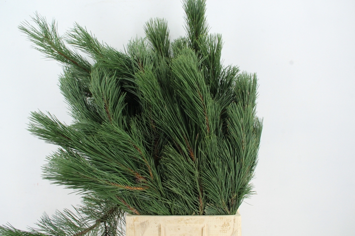 <h4>PINUS NIGRA 80/90CM PER STEM</h4>