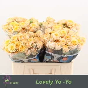 R Tr Lovely Yo-Yo Opstal