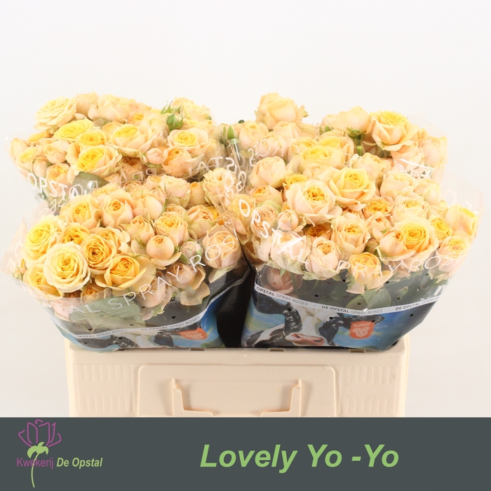 <h4>R Tr Lovely Yo-Yo Opstal</h4>