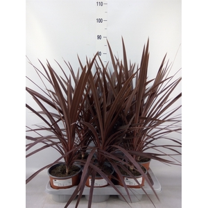 Cordyline austr. 'Red Star'