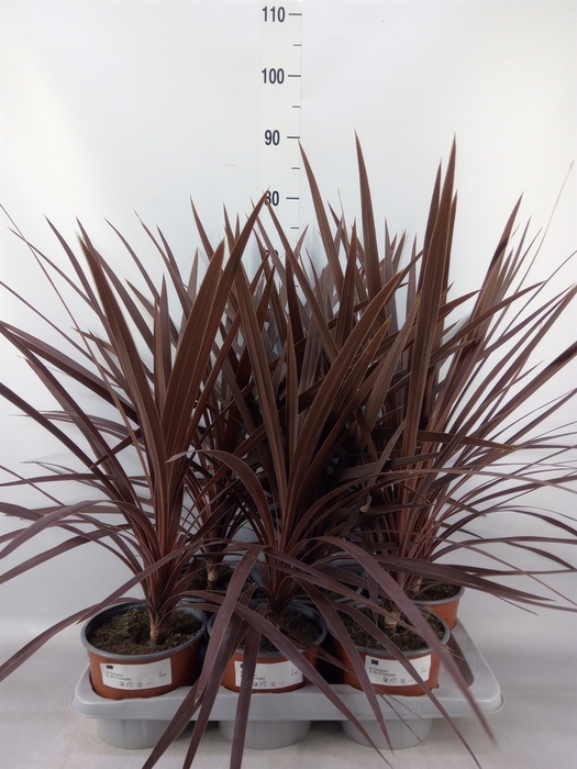 <h4>Cordyline austr. 'Red Star'</h4>