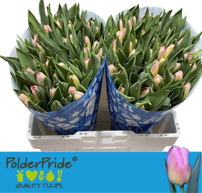 <h4>TU EN TOM POUCE</h4>