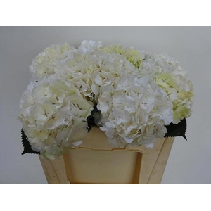 Hydrangea white verena
