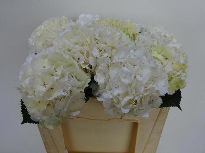 <h4>Hydrangea white verena</h4>