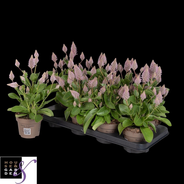 <h4>PTILOTUS EX JOEY</h4>