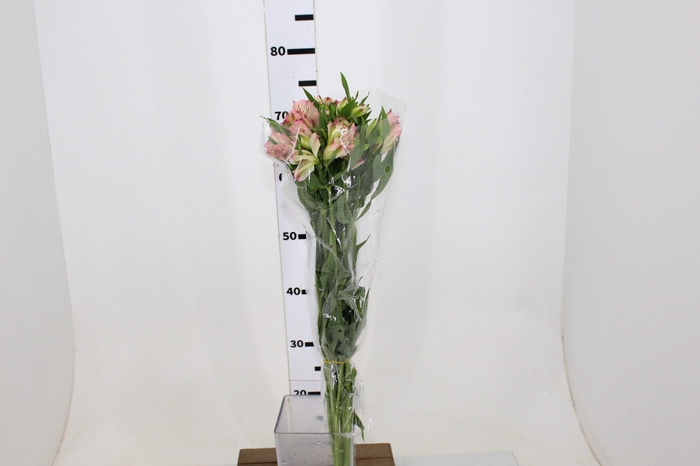 ALSTROEMERIA PAPILLON 080 CM ROSA