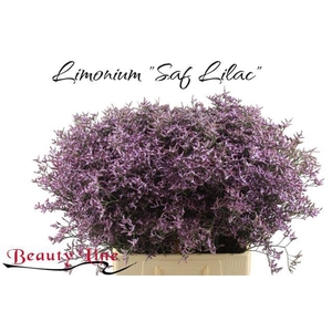 LIMONIUM  'SAFORA LILAC'