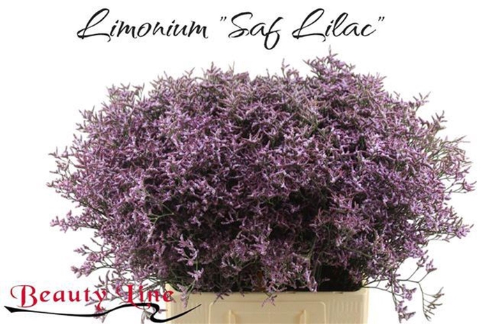<h4>LIMONIUM  'SAFORA LILAC'</h4>