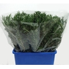 ROSMARINUS 200GR