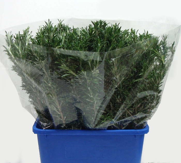 <h4>ROSMARINUS 400GR</h4>