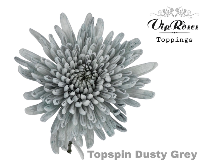 CHR G TOPSPIN DUSTY GREY