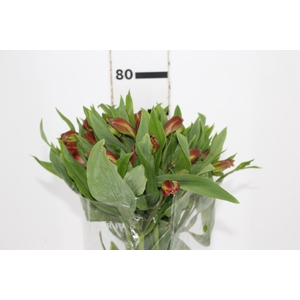 ALSTROEMERIA CINNAMON 080 CM