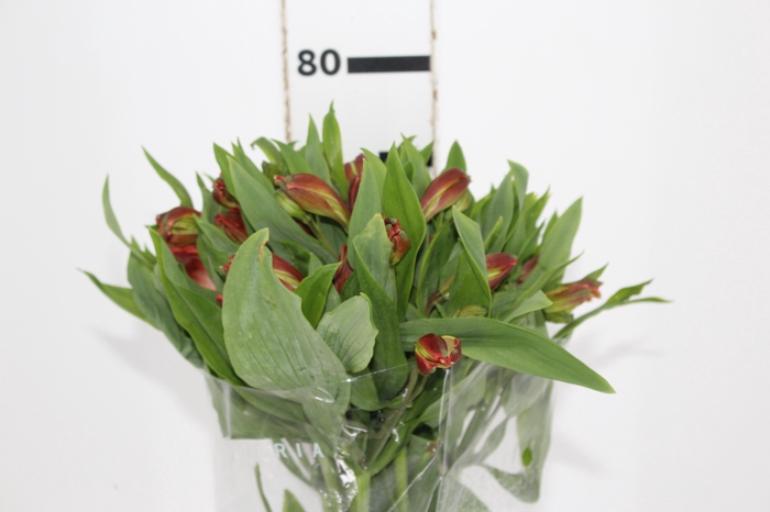 <h4>ALSTROEMERIA CINNAMON 080 CM</h4>