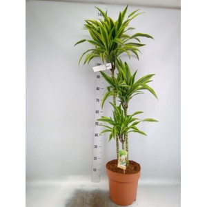 Dracaena fr de 'LemonLime'