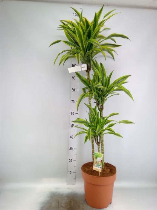 <h4>Dracaena fr de 'LemonLime'</h4>